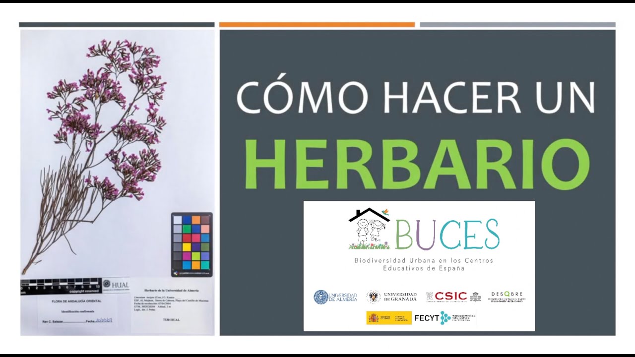 Proyecto De Herbario Con Plantas Medicinales Para Ni os Para Tercer c-mo-hacer-un-herbario-proyecto-buces-youtube
