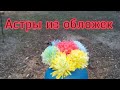 Астры из обложек. Цветы в сад.