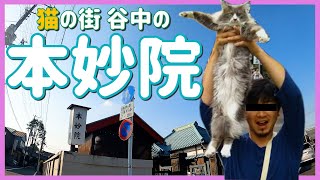 猫の街 谷中◇本妙院◇東京都台東区 - YouTube