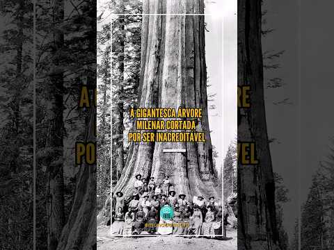 🌐 A gigantesca