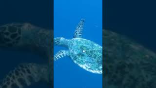 turtle 🐢🐢🐢#shortvideo #short