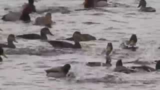 Dabblers Imitating Divers