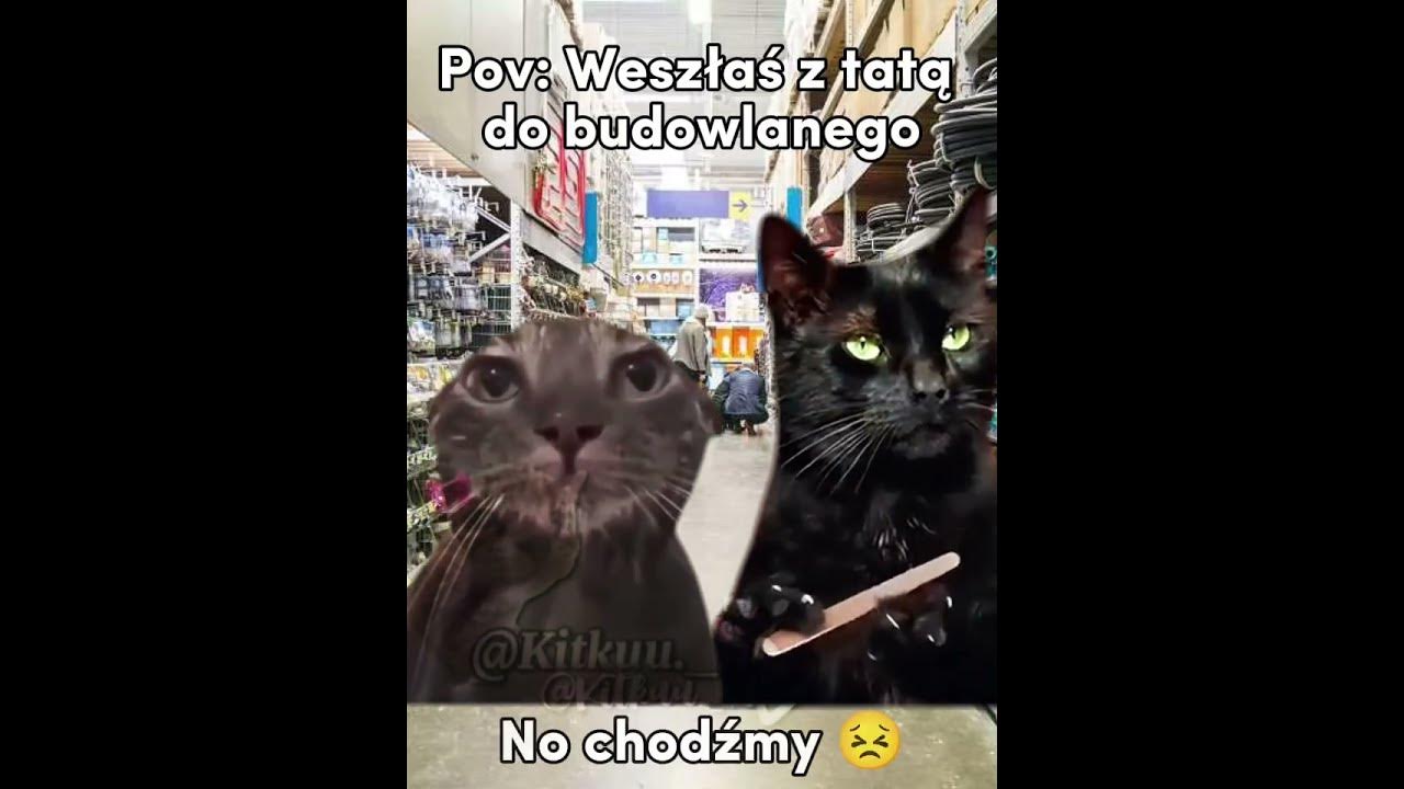 Z tatą w budowlanym 😂 #cats #śmieszne#greenscreen #cat #trend#memes#funny#memy #catmeme