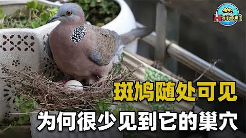 随处可见的斑鸠为何巢穴很少，难道它们不会筑巢，又为何说吃斑鸠危害很大？【Hi科普啦】 - 天天要闻