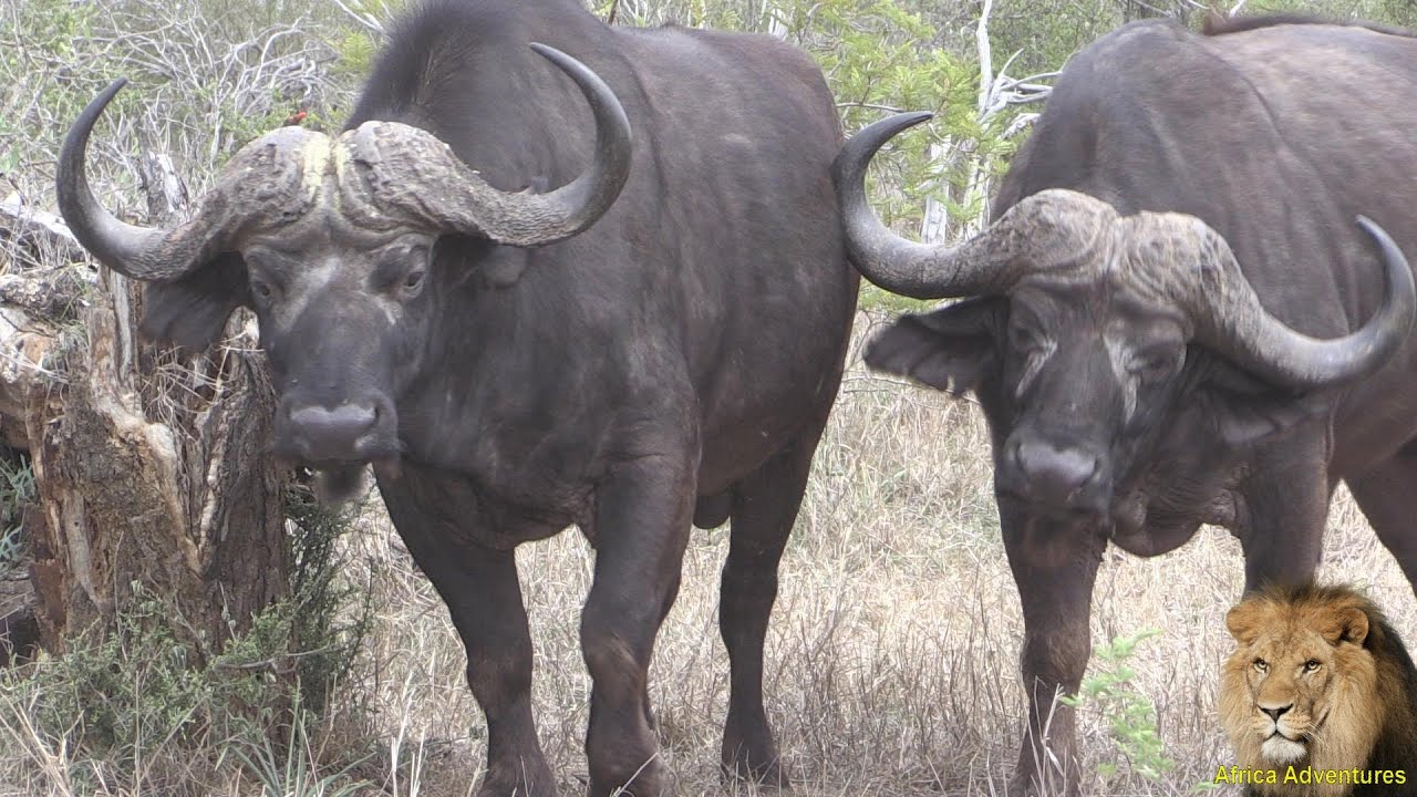 Mean African Buffalo Up Close And Dangerous - YouTube