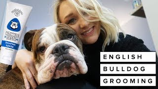 How to Groom an English Bulldog | Laura Lee