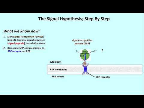 biology definition of signal hypothesis