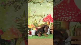 毎日19時に新しいワンちゃん登場中