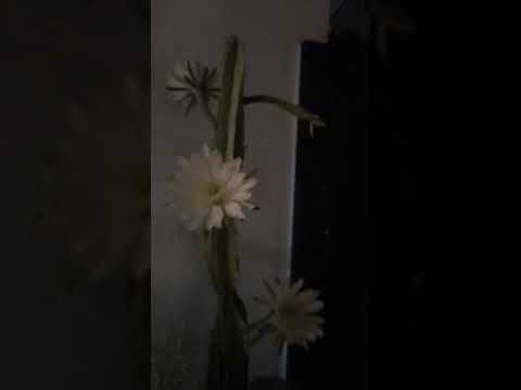 Video: Matlaging Blooming Cactus Salat