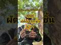 รีวิว เสบียง ค. MRE กองทัพบก ผัดฉ่าลูกชิ้นปลา