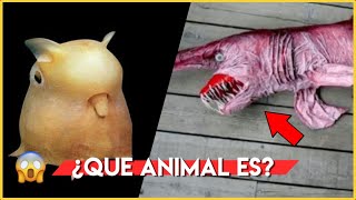 6 Animales Que Nunca Has Visto * Hasta Ahora * 🙉