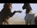 Кони (Horses) - величественная красота, грация и мощь