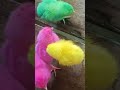 baby cock #trendingshorts #trendingshorts #dj #dj #remix #remix #djn