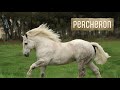 13 des Chevaux les Plus Grands et Puissants de la Planète Mp3 Song