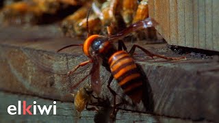 Enorme avispón desafió a una colmena repleta de abejas