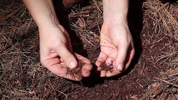 Soil sampling: Identifying the mineral soil surface
