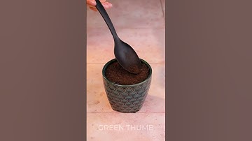 Planting raspberries at home 🍓 #shorts #planting #garden #diy #raspberry