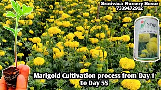 Marigold Flower Cultivation process from Day 1 to Day 55 || Srinivasa Nursery Hosur