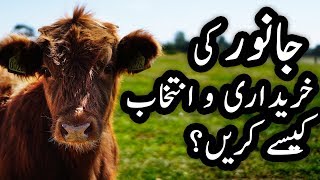 How to Select Cows & Buffalos for Dairy Farming in Urdu / Hindi | Cattle Animal Selection HD