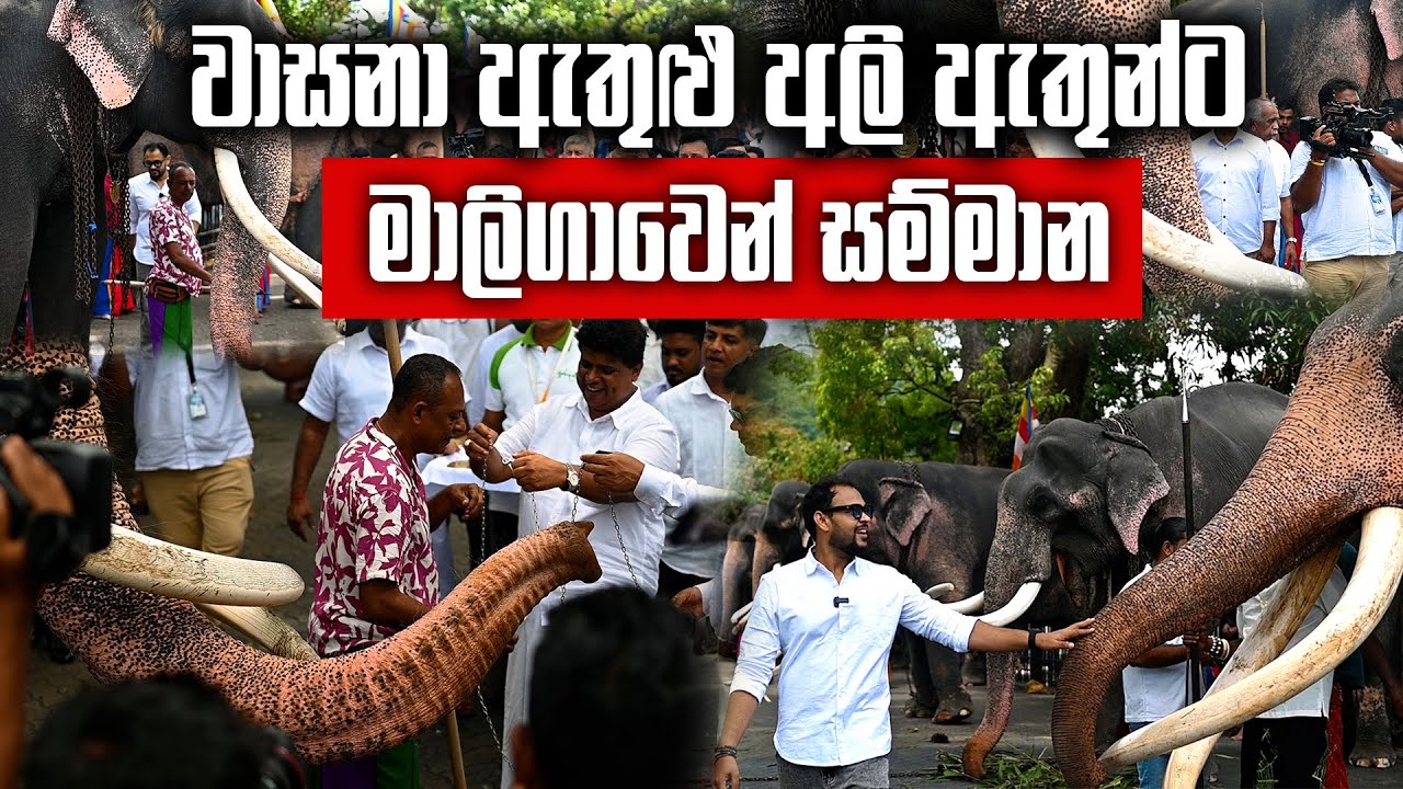 අවුරුදු 40ක් පෙරහැර කරන අලි ඇතුන් ට මාලිගාවෙන් සම්මානයක් - වාසනා ළඟ දියවඩන නිලමේ හැඟුම්බර වෙයි