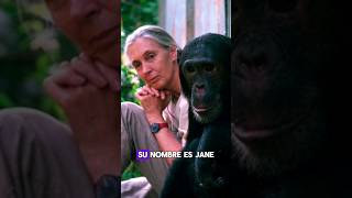 Esta mujer cambió lo que sabiamos sobre los Chimpancés, su nombre,  James Goodall 🕵️🐒 #animale