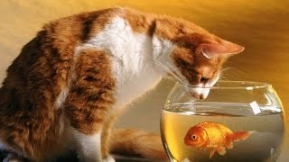 КАК УХАЖИВАТЬ ЗА ЗОЛОТОЙ РЫБКОЙ КАК УХАЖИВАТЬ ЗА ЗОЛОТОЙ РЫБКОЙ