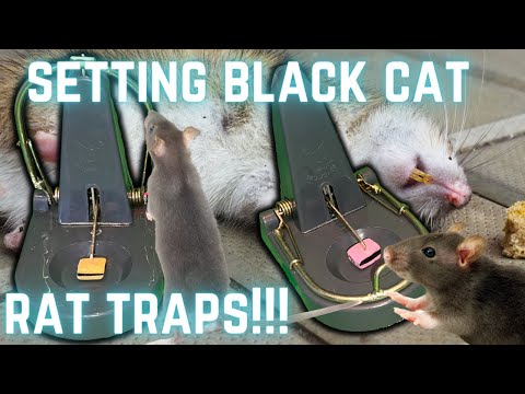 Black Cat Rat Trap-Mouse Catch Grey,1 Rat Trap 