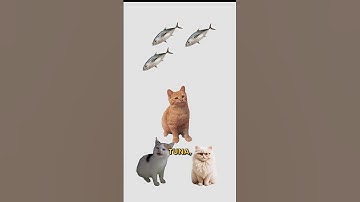 AI Bubble, explained by cats. #cat #coding #ai #bubble #software