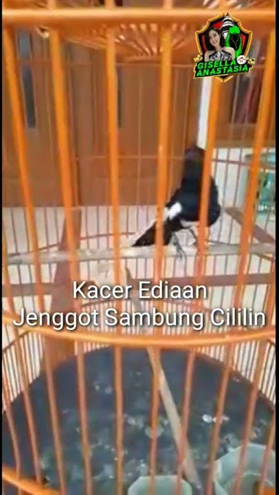 kacer isian mewah jenggot sambung cililin #shorts