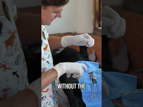 Uploads from Vet Tails Sailing Chuffed