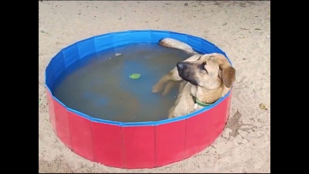 Sommer in der Streuner WG ☀️