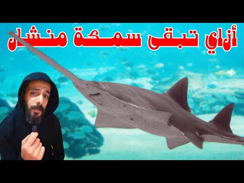 الحياة من وجهة نظر سمكة المنشار