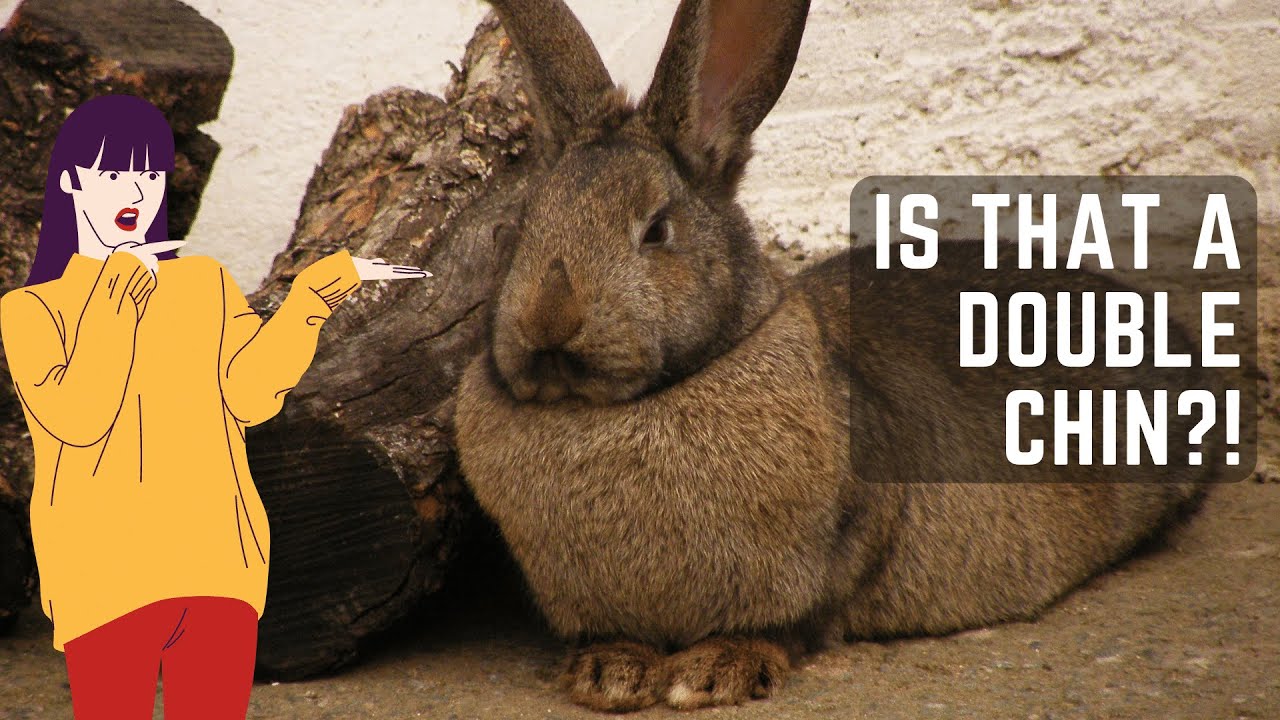 Bunny Dewlap, Double Chin, Neck Pillows You Need to Know About Your