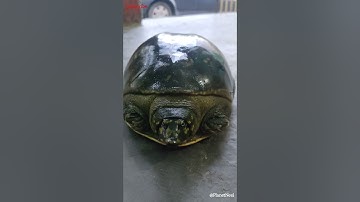 Rescued a Indian Softshell turtle