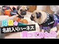 コレで名前を聞き返されることがなくなるはず！の名前入りハーネスが届きました！｜パグのぺろぽん兄弟pug犬｜
