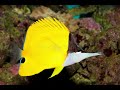 Peixe borboleta de bico longo (Forcipiger flavissimus)