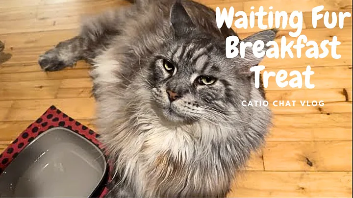 Video 3926321: mainecoon cat, pets animals catlover, cute cat family, catio