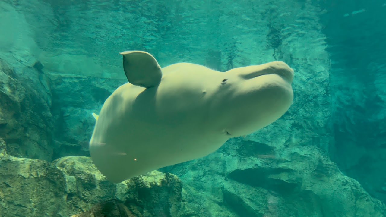 2025/09/21 ニコ&ミライの自由時間【昼下がり編】@名古屋港水族館