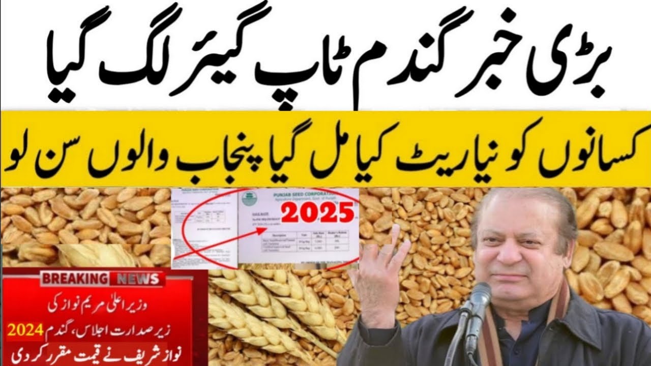 Wheat Price update | Gundam rate 2025 | wheat Support Price 2025 ...