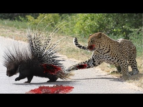 леопард атака дикобраз, Серьезная раненая битва, буйвол, черный медведь