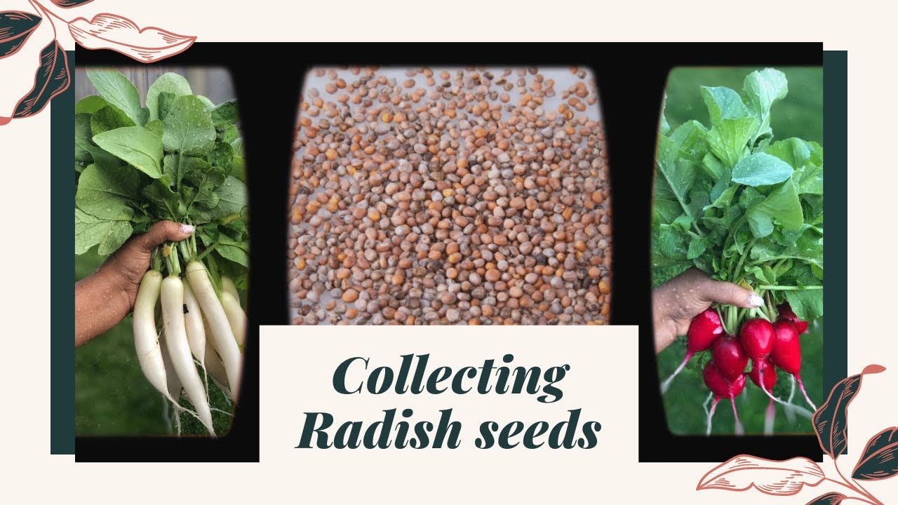 How to collect radish seeds radishseeds முள்ளங்கி விதை YouTube
