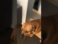 Boerboel pup causes Chaos #boerboel #shortsfeed