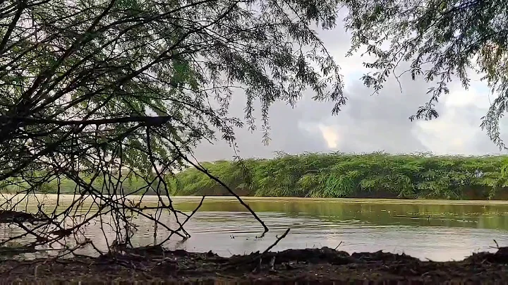 The Power of Nature - Time Lapse film - Shot on OnePlus 7