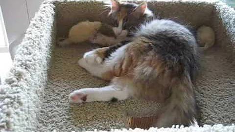 Watch the video about Siberian Kittens 4-5 Months