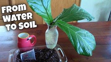 Moving the Fiddle Leaf Fig from Water to Soil #FicusLyrata
