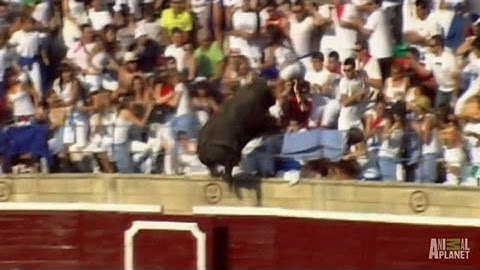 Enraged Bull Leaps into Stands | World