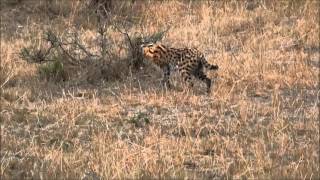 Serval cat hunting