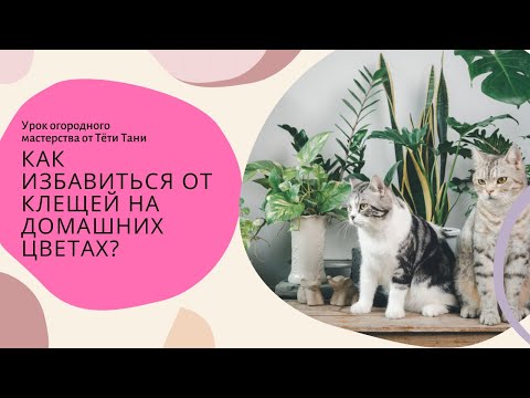 636. Как избавиться от клещей на домашних цветах навсегда.