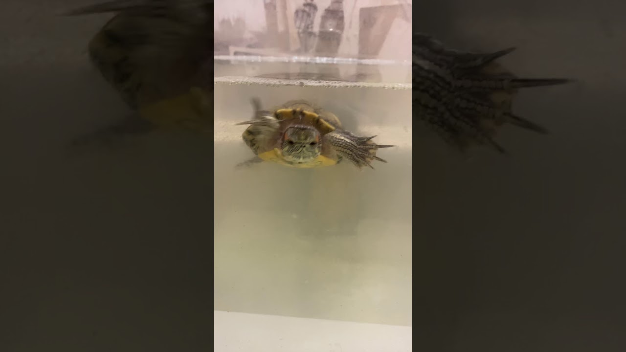 Черепаха по имени «Джордж» - YouTube