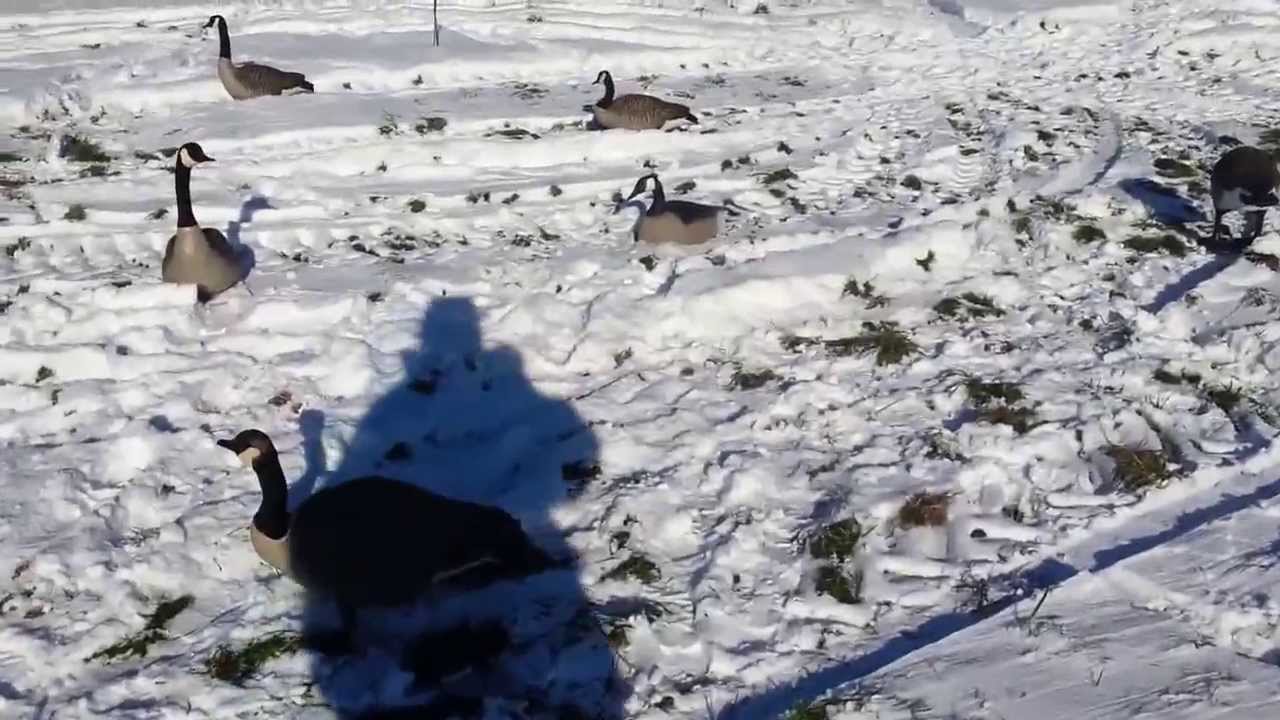 Goose decoy tips Hunting in the snow YouTube